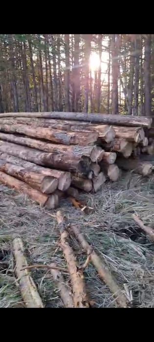 Доски обрезные. Сосна береза