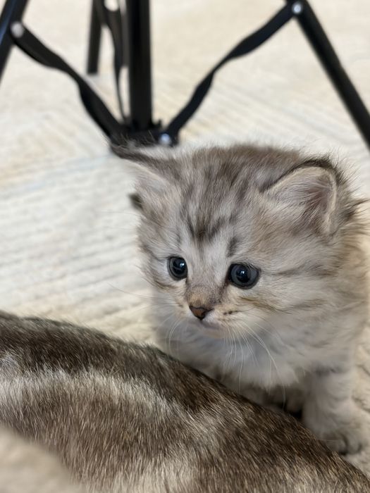 котята скоттиш страйт