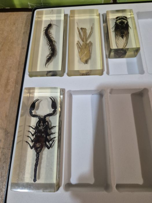 Colecție insecte reale  DeAGOSTINI