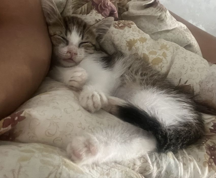 Срочно отдам котенка девочку