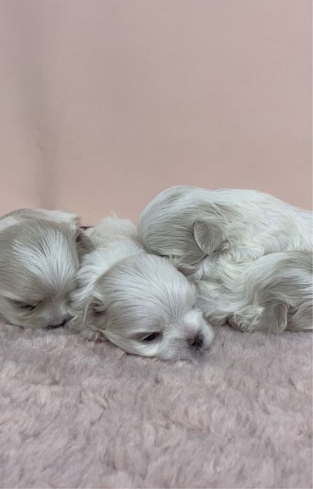 Щенки мальтезе