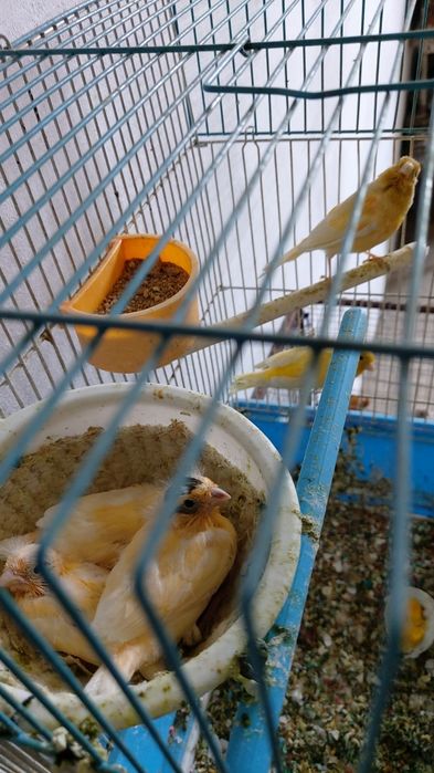 Bir par kanarelalar sotiladi