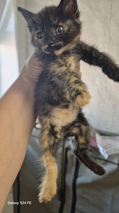 Дарю милых котят