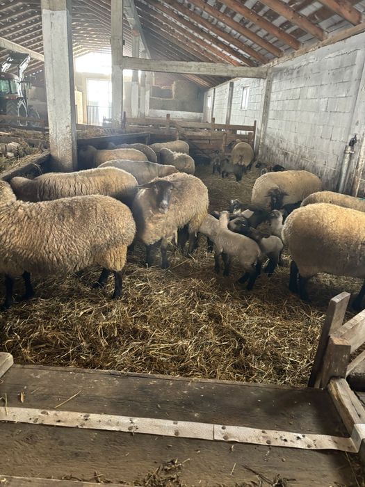 Oi sufolk origine Irlanda