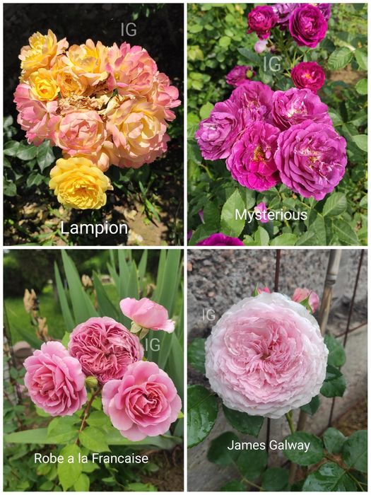 Продаю розы красивые редкие сорта