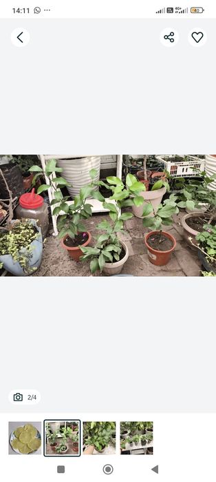 Лимон плодоносящий кусты