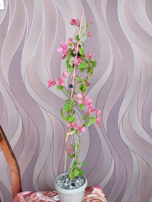 Бугенвиллия розовая