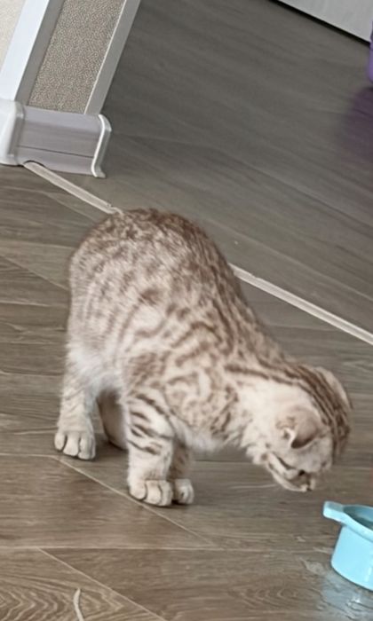 Шотландец котенок