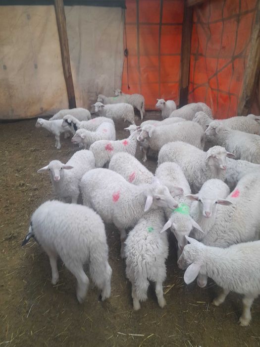 Vînd miele de rasă Sarda și Assaf