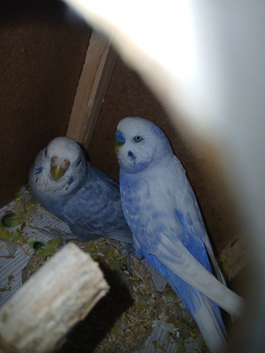 Twyyir ishlab turgan popugaylar sotiladi sog'lom