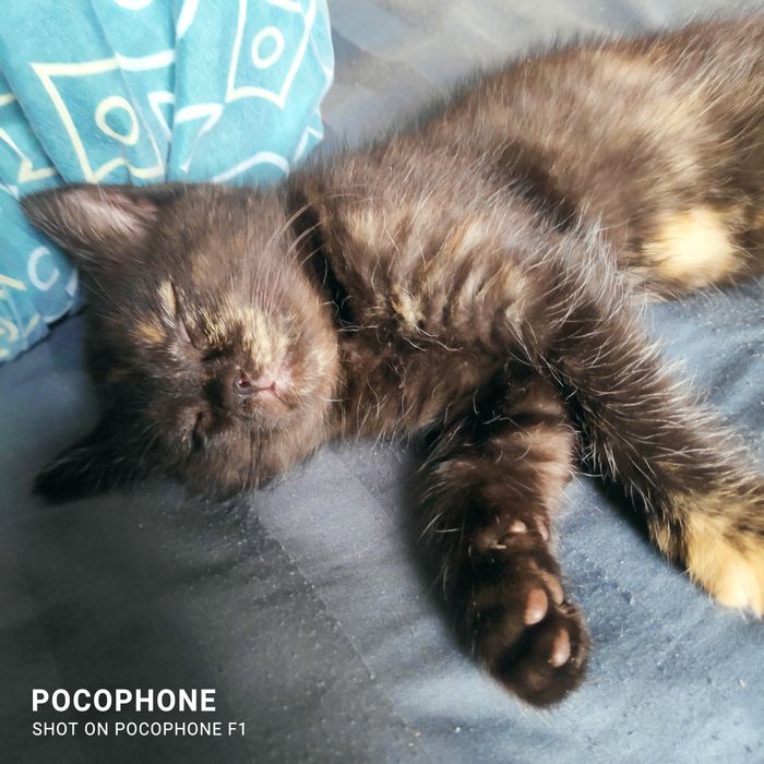 Скотиш фолд Шотландский продам