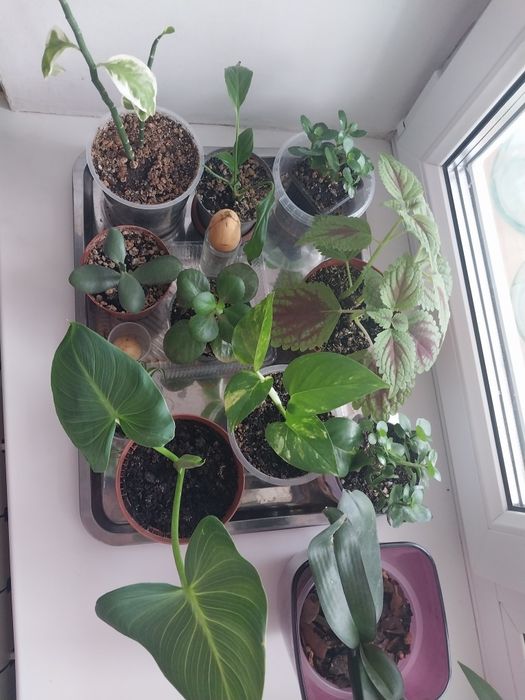 Продам комнатные цветы