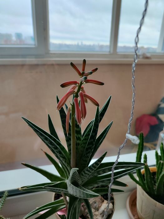 Цветы  комнатные