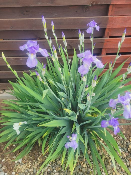 Bulbi iris alb și mov