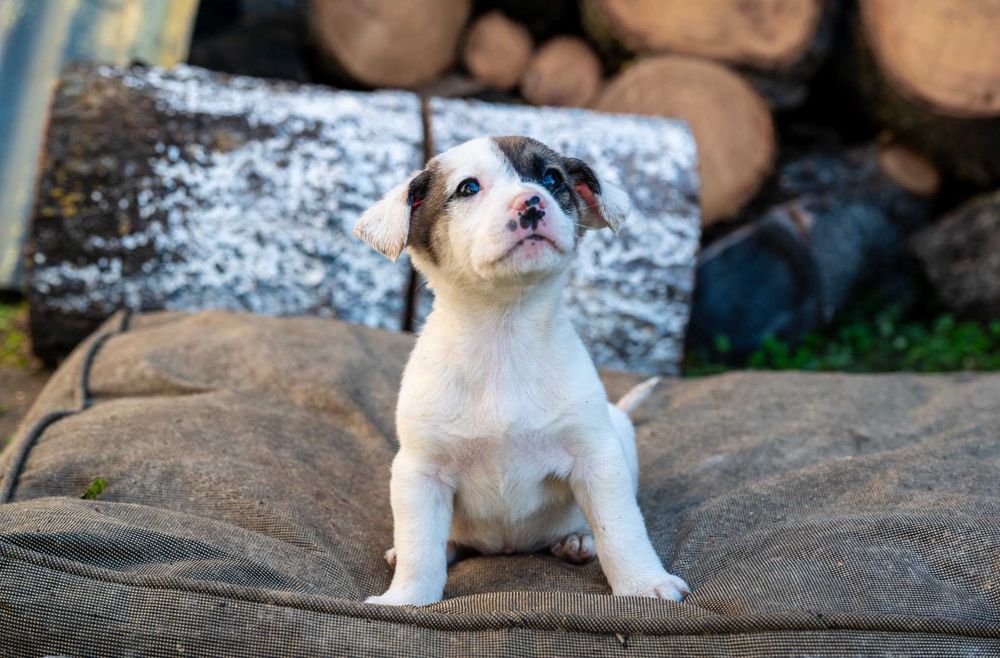 Кученца/котенце за осиновяване