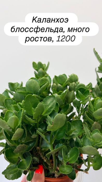 Суккуленты, кактусы