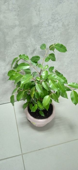 Продам комнатные цветы