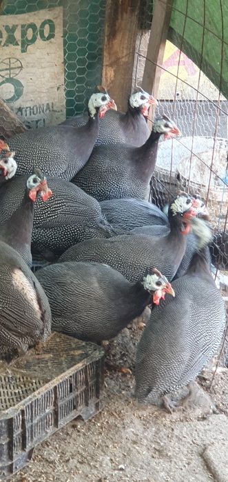 Pasari Bibilica de vanzare