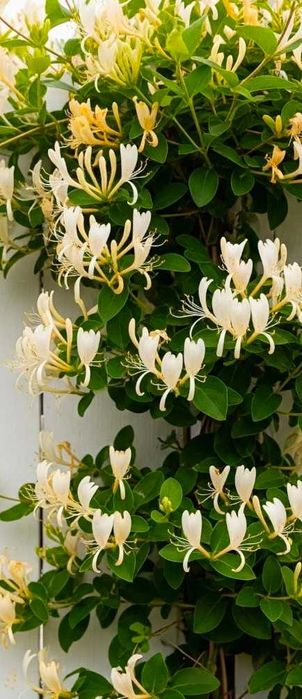 Planta ornamentala Mana maicii Domnului (caprifoi)