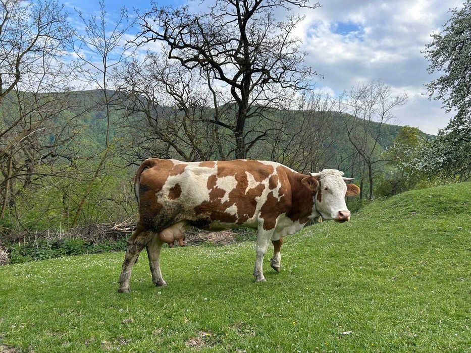 Vand vacă de 5 ani jumate mai multe detalii la telefon