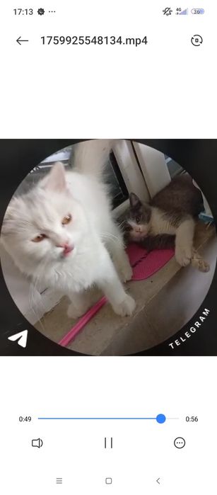 Yoqolb qoldi iltimos topishvorila