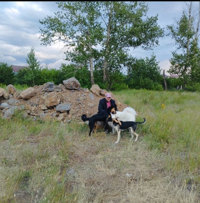 Передержка собак