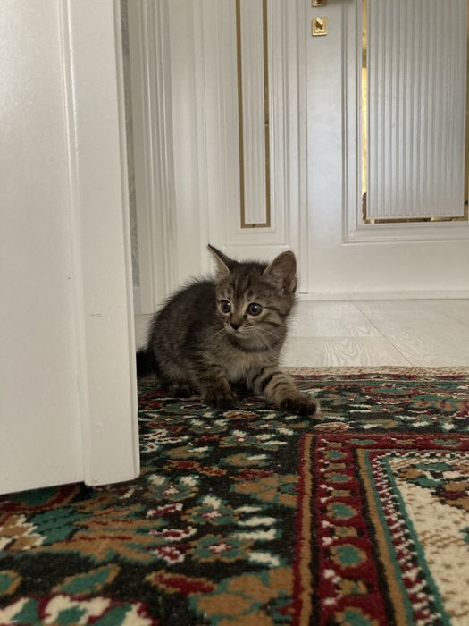 Отдам кошку в хорошие руки.