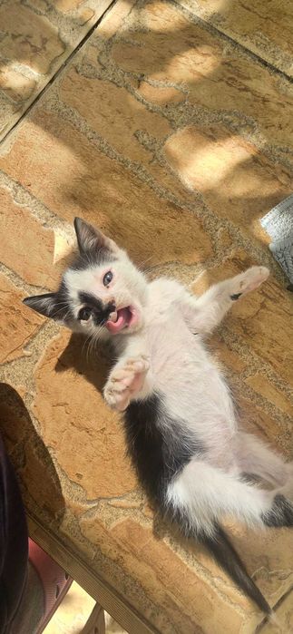 Pisoi spre adoptie