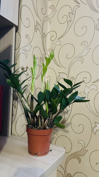 Продам  Цветы ком