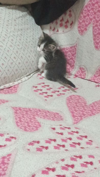 Отдам котят,в добрые руки.