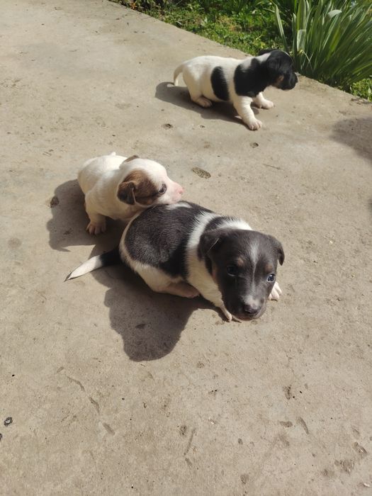 Кученца джак ръсел териер