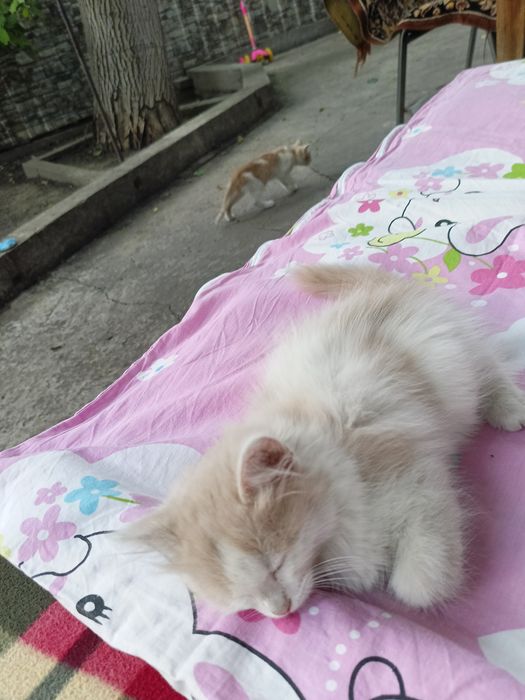 Котята отдам даром