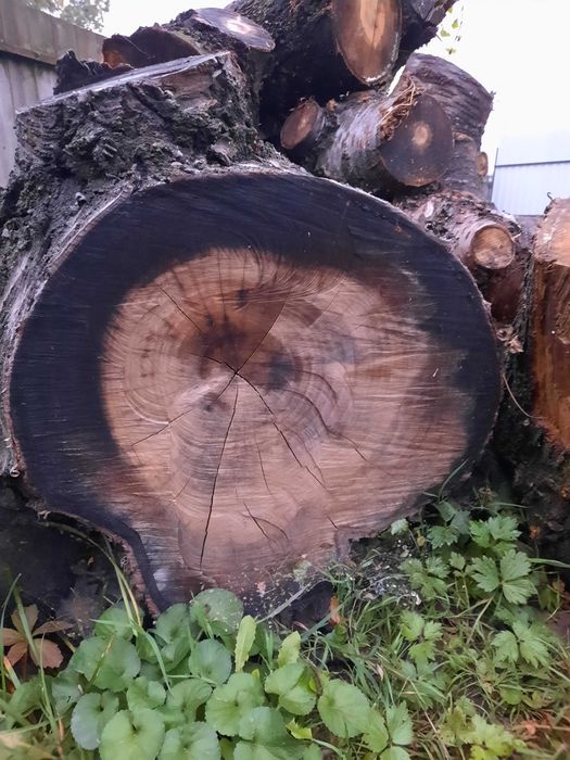 Trunchi cires negru si nuc