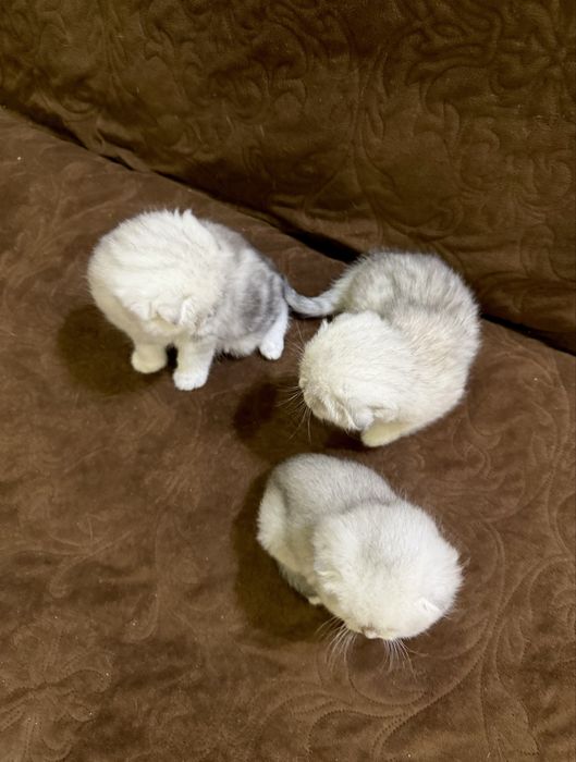 Котята шотландские вислоуихие
