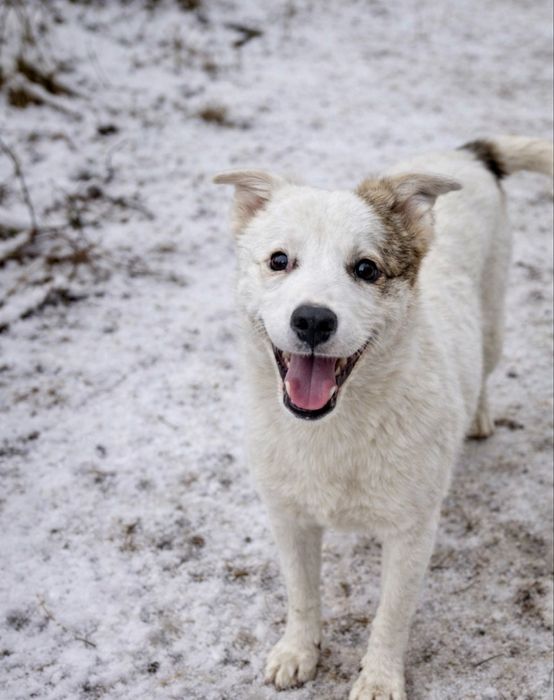 Щенок в добрые руки