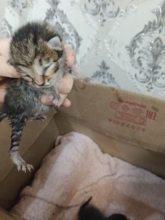 Котята отдам в хорошие руки