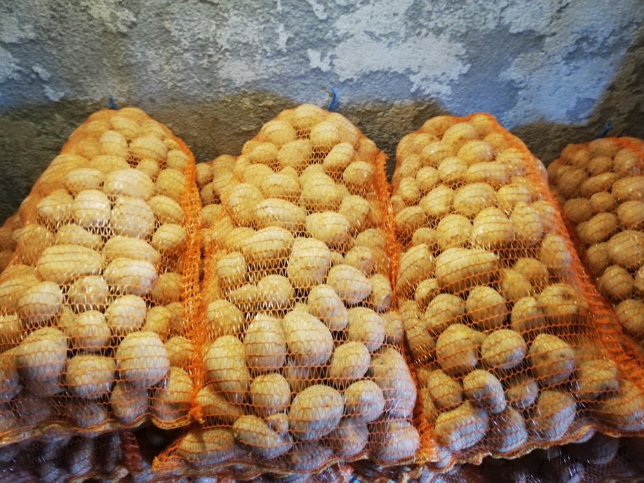 Cartofi de consum și de sămânță