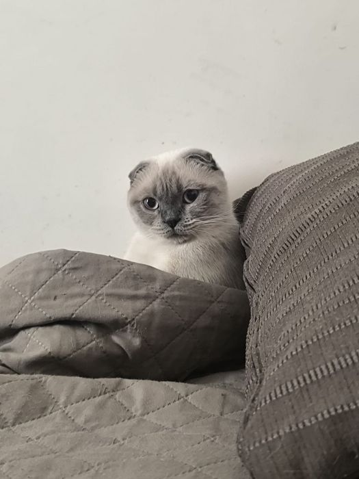 Кошка для вязки бесплатно