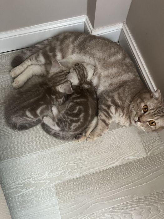 Шотландские котята