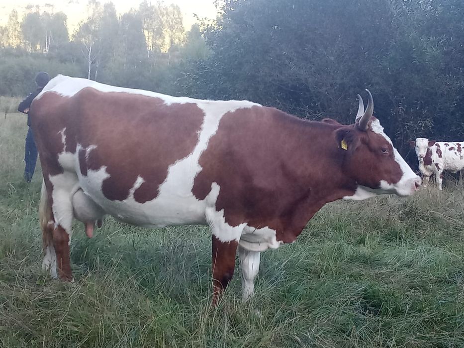 Vacă cu vitea de vânzare