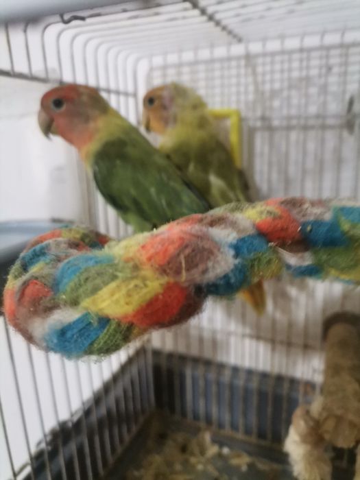 Papagali Agaponis fisher