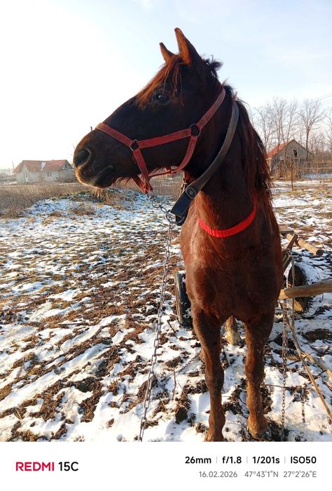 Cal de 9 ani căstrat