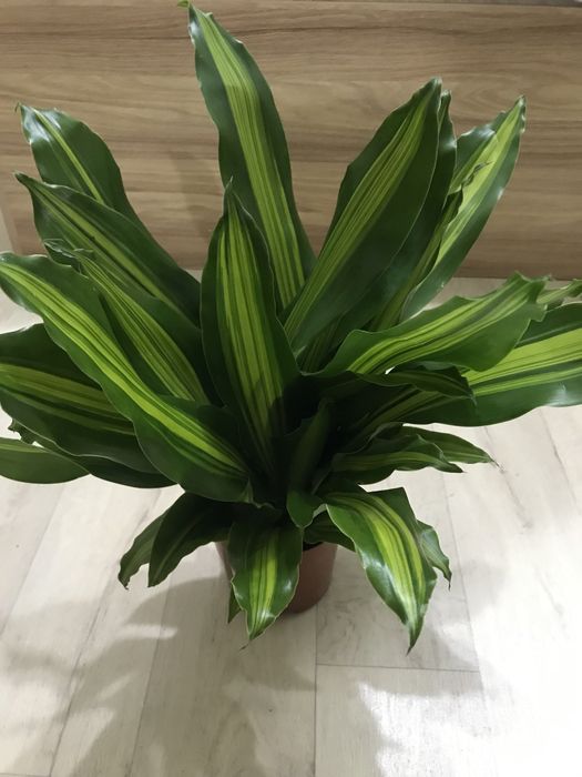 Комнатные цветы для чистого воздуха