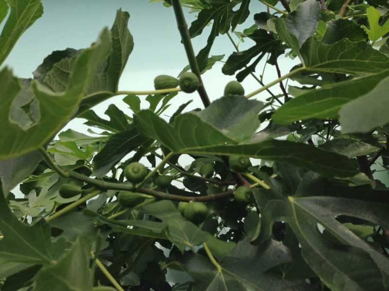 Pui de Smochin - Ficus Carica