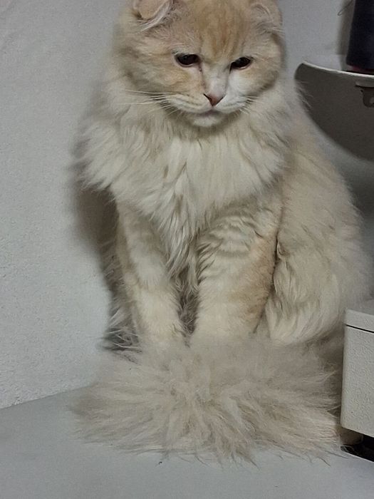 Кошка мальчик продаётся