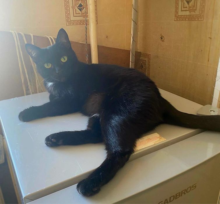 Уютные домашние хвостики