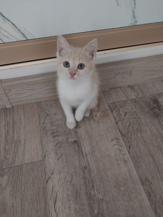Продам котенка, котенок 3 месяца