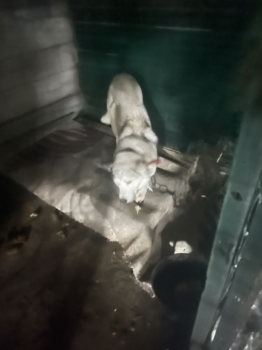 Хаски(1,5-2года)