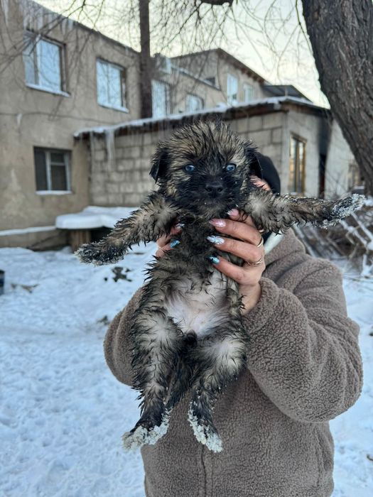 Дарю щенят!     .