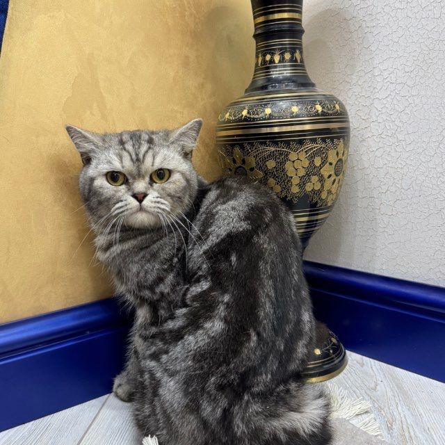 Скотиш Страйт Scottish Straight